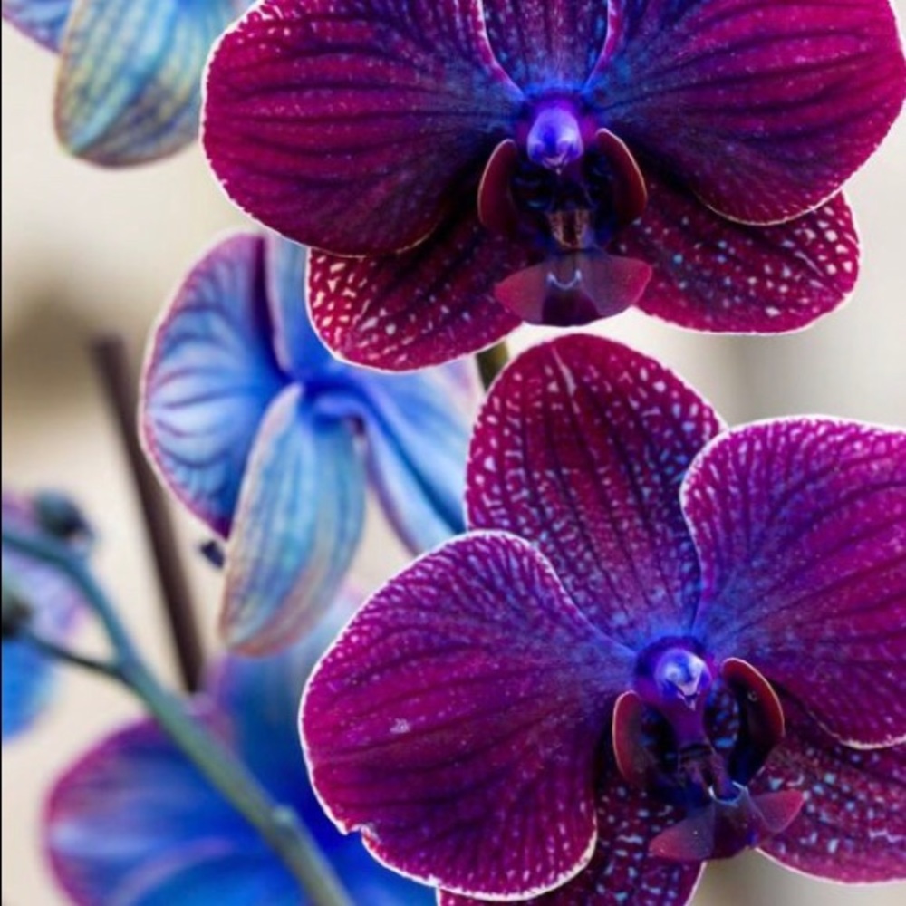 Meet your Posher, Julia